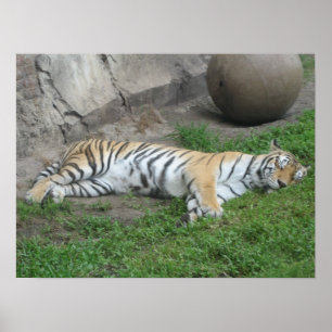 Tigerdrömmar Poster