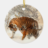 Tigerfamilj i vinter