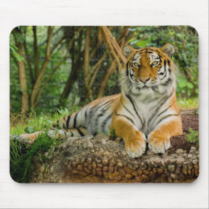 Tigerfullt förkroppsligar Mousepad Musmatta