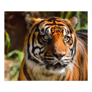 Tigergesicht Fototryck