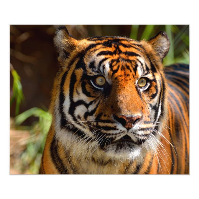 Tigergesicht Fototryck (Framsidan)
