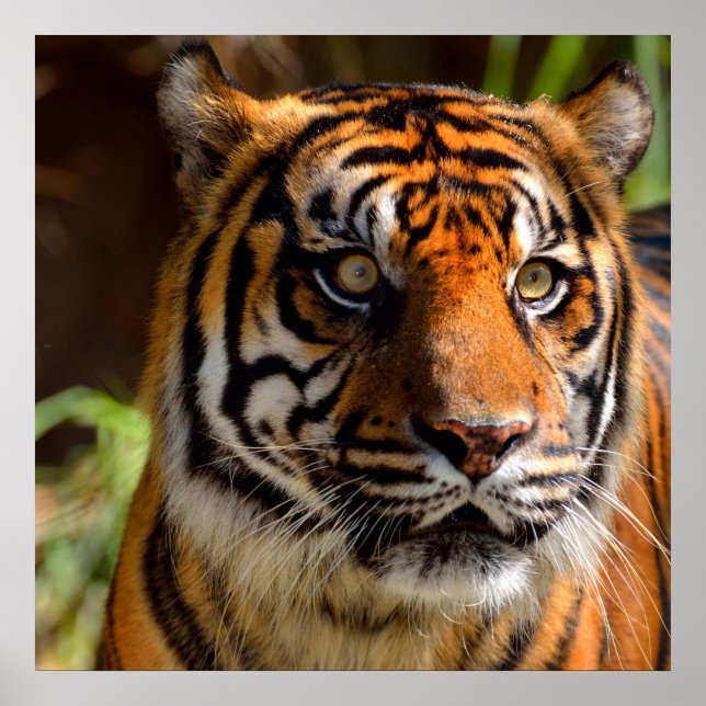 Tigergesicht Poster (Framsidan)
