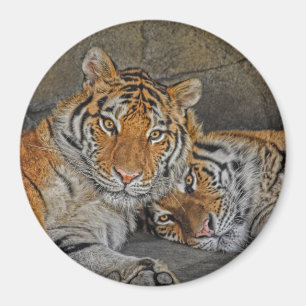 Tigergrottamagnet Magnet