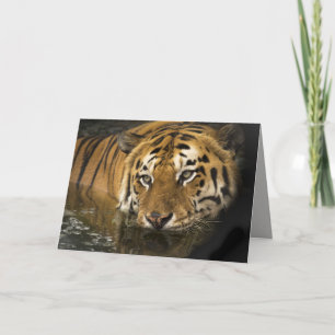 tigerhälsningkort kort