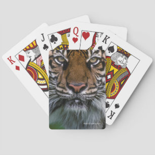 Tigerhuvud och ansikte casinokort
