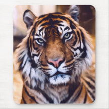 Tigerkatt nära målat vilt