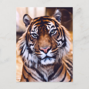 Tigerkatt nära målat vilt vykort