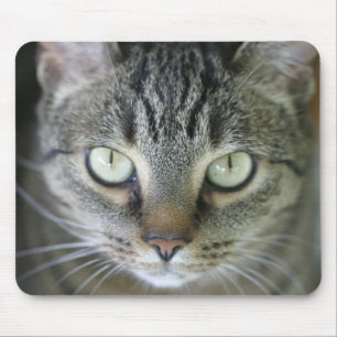 tigerkattansikte musmatta
