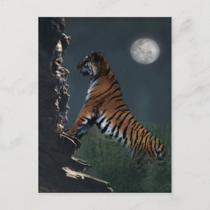 Tigerklättring Vykort
