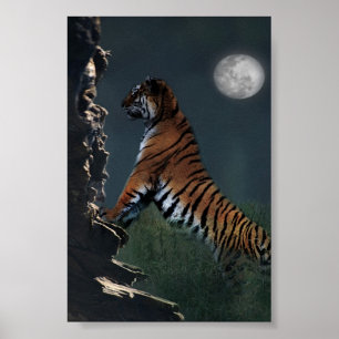 Tigerklättringaffisch Poster