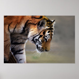 Tigerklättringen besegrar poster