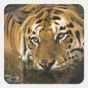 tigerklister fyrkantigt klistermärke