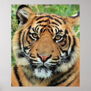 Tigerkubsporträtt Poster