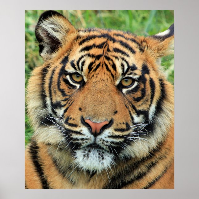 Tigerkubsporträtt Poster (Framsidan)
