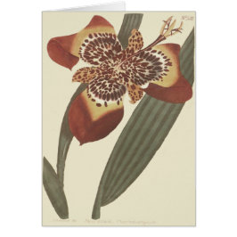 Tigerlilja Botanisk Illustration Hälsningskort