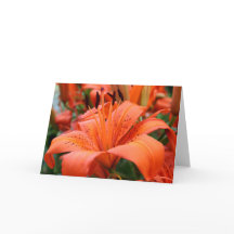 [Tigerliljan för färgrika blommor] - några orsakar