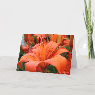 [Tigerliljan för färgrika blommor] - några orsakar Kort