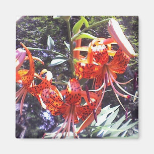 Tigerliljasamling Magnet