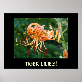 TIGERLILJOR Inramad konst GÅVA Masterträdgårdsmäst Poster