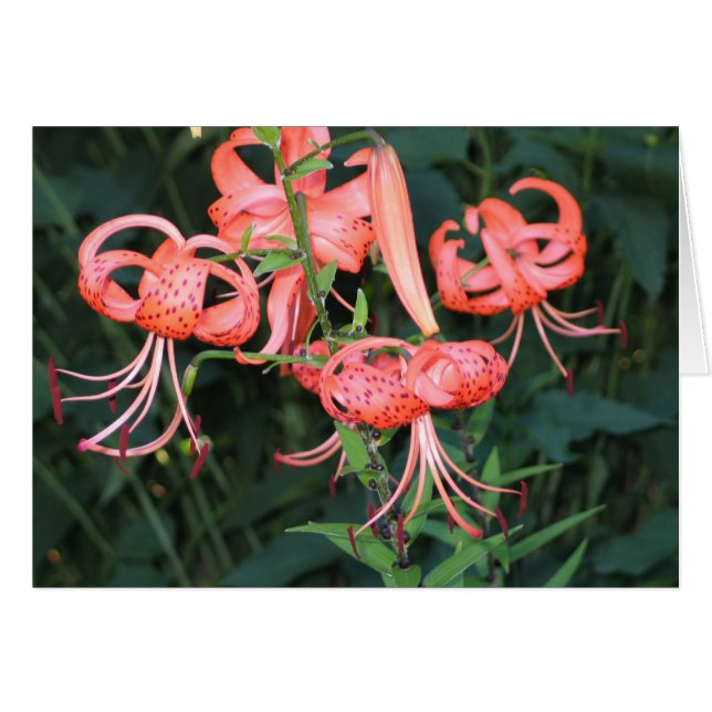 TigerLillies Hälsningskort (Framsidan Horizontal)