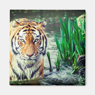 Tigermagnet Magnet