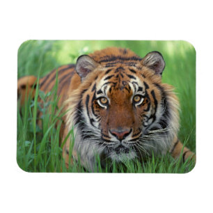 Tigermagnet Magnet