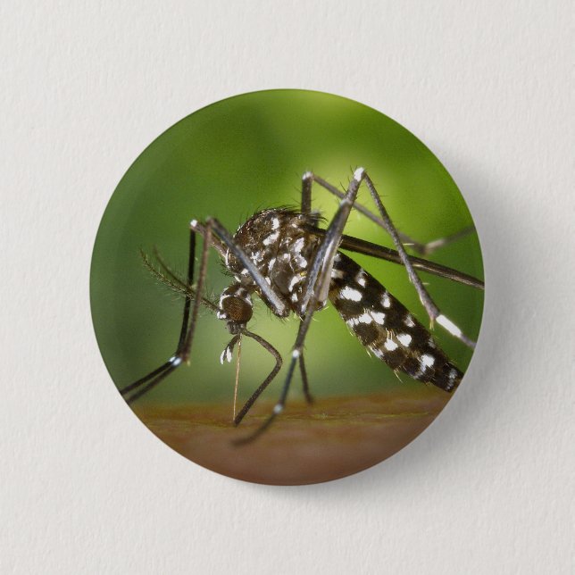 Tigermygg Knapp (Framsida)