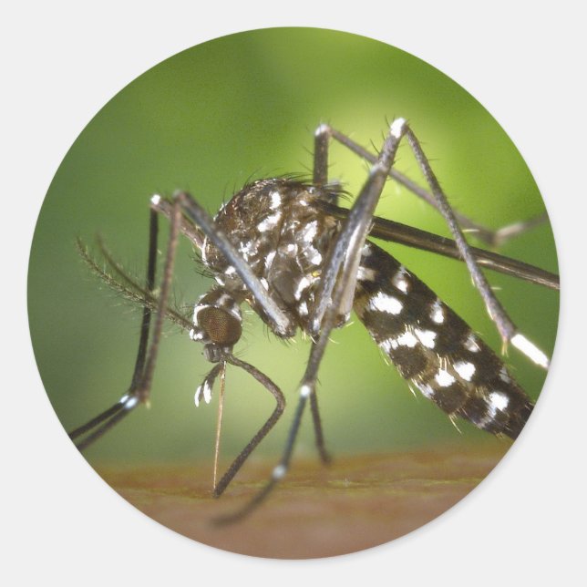 Tigermygg Runt Klistermärke (Framsida)