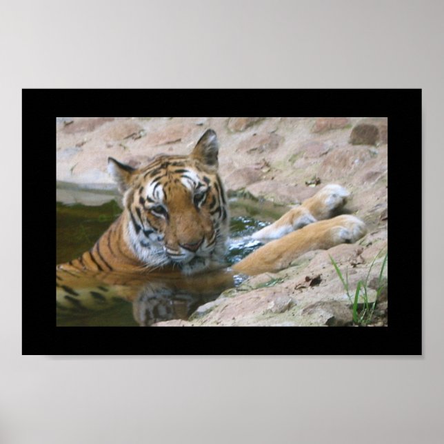 tigern ansikte poster (Framsidan)