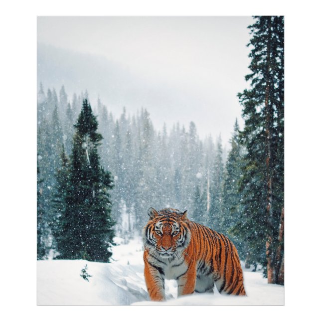 tigern i snö fototryck (Framsidan)