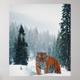 tigern i snö poster
