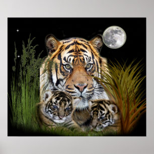 tigern och unge poster