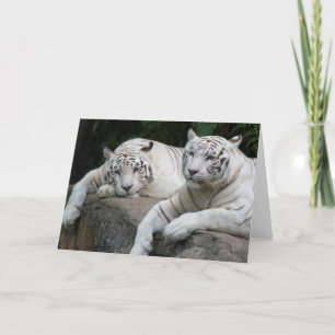 Tigern parar kort