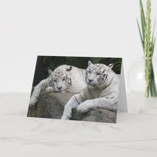 Tigern parar kort (Framsida)