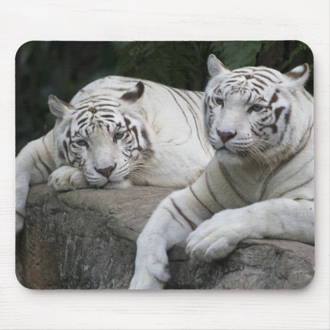 Tigern parar musmatta (Framsidan)
