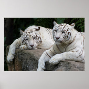 Tigern parar poster
