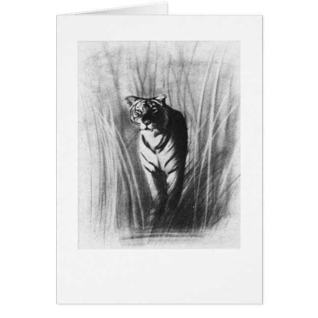 Tigern skissar hälsningskort (Framsidan)