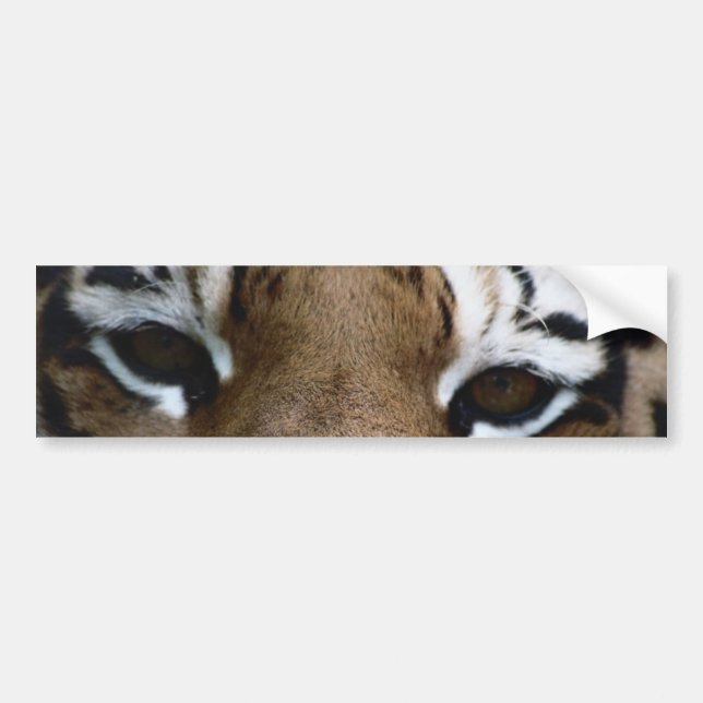 Tigerögon Bildekal (Framsidan)