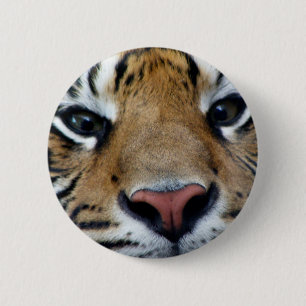 Tigerögon knäppas knapp
