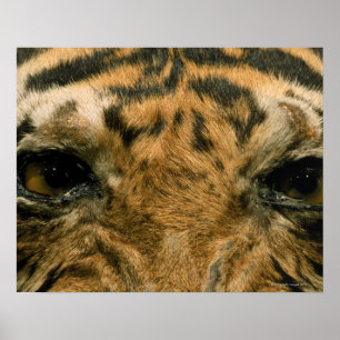 Tigerögon Poster