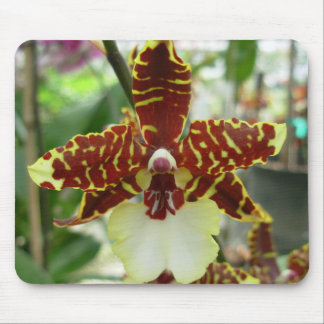 tigerorchid musmatta
