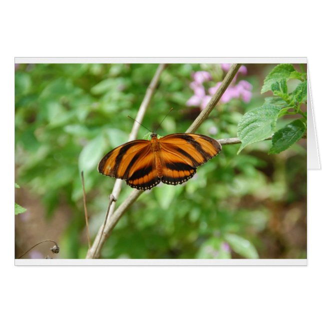 Tigerrandad fjäril hälsningskort (Framsidan Horizontal)