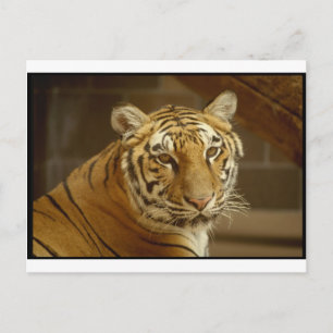 Tigerrbild Vykort