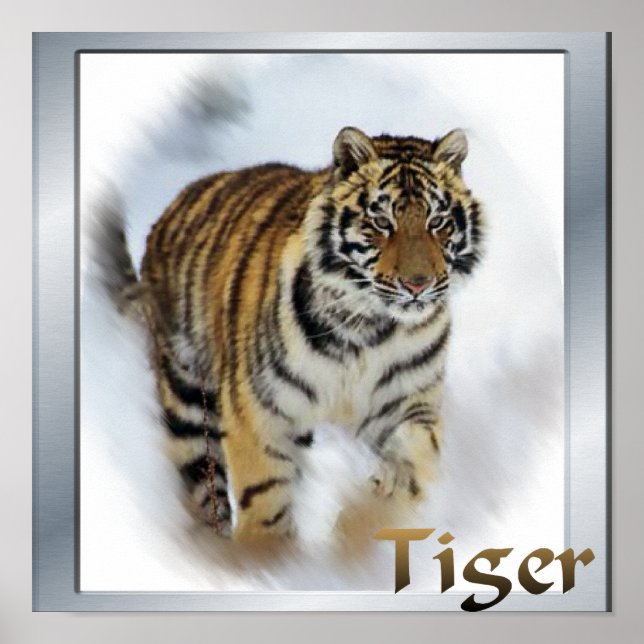 Tigers Älskare Art Poster (Framsidan)