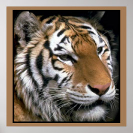 Tigers Älskare Art Poster