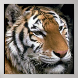 Tigers Älskare Art Poster