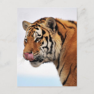 Tigers aptit vykort
