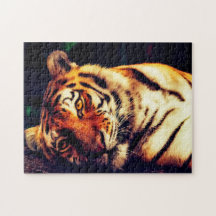 Tigers Big Cats.