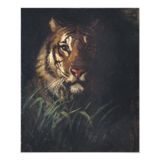 Tigers chef av Abbott Handerson Thayer Fototryck (Framsidan)