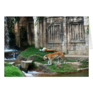 Tigers Den Hälsningskort
